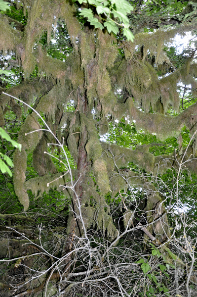 moss covered tree
